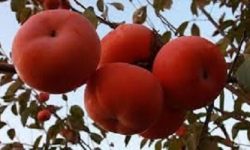 خواص دارویی نهفته در این میوه درمانگر را بدانید