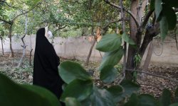 جشنواره خرمالو در «قطب بکر گردشگری» تهران