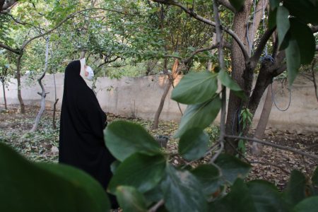جشنواره خرمالو در «قطب بکر گردشگری» تهران