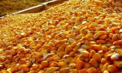 گزارش رسمی هزاران تن ذرت آلوده/همه می‌دانستند