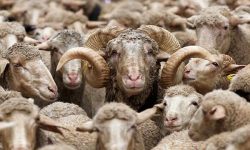 جزییات استخدام چوپانان ایرانی مسلط به زبان عربی توسط ارمنستان