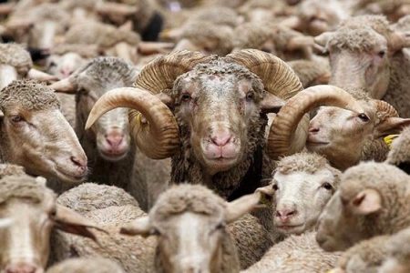 جزییات استخدام چوپانان ایرانی مسلط به زبان عربی توسط ارمنستان