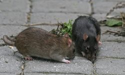 حقایقی درباره ماجرای موش‌های درختی تهران