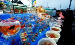 خرید و فروش مار آبی در کنار ماهی قرمز؛ سازمان محیط‌زیست کجاست؟/ تصویر