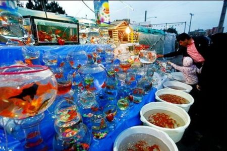 خرید و فروش مار آبی در کنار ماهی قرمز؛ سازمان محیط‌زیست کجاست؟/ تصویر