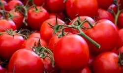 واکنش کاربران شبکههای اجتماعی به گوجه ۲۵ هزار تومانی/ املت دیگر غذای فقرا نیست