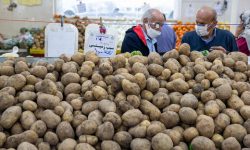 سیب زمینی صدر نشین شد و صعود کرد
