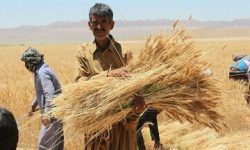 دلالان مترصد قاچاق گندم داخلی به خارج کشور/ دولت در ‌اعلام نرخ خرید تضمینی گندم تسریع کند
