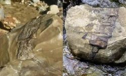 پیدا شدن بقایای موجودات غول‌پیکر باستانی پس از طوفان/ عکس
