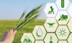 اعلام ضریب امنیت غذایی در ایران/ چقدر از مواد غذایی مورد نیاز در ایران تولید میشود؟