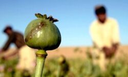 تریاک دیگر مثل گذشته نیست؛ خلوص به کمتر از ۱۰ درصد رسیده است