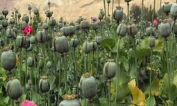 هیچ مجوزی برای کشت گیاهان مخدر صادر نشده است